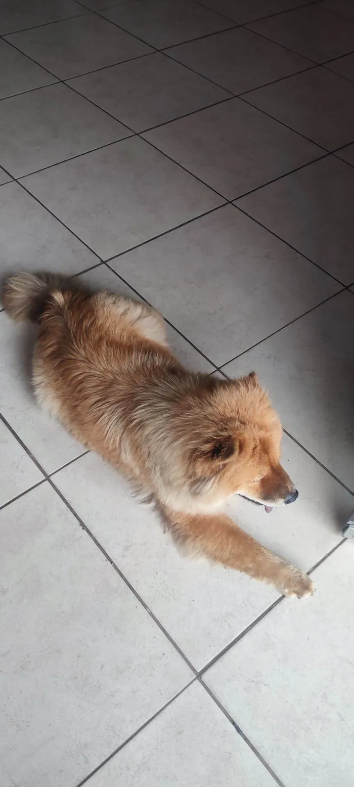 Cachorro raça Chow Chow idade 4 anos nome Sem nome 