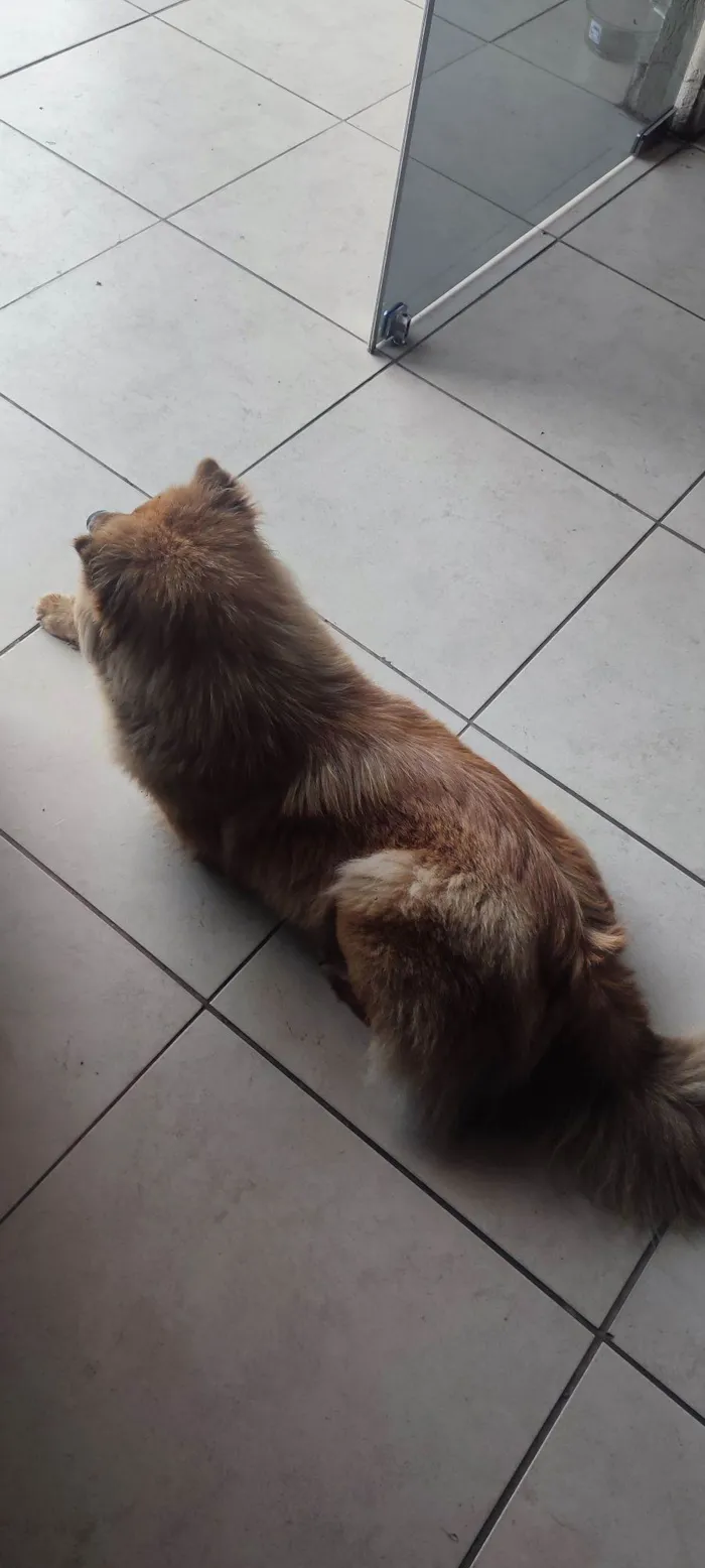 Cachorro raça Chow Chow idade 4 anos nome Sem nome 