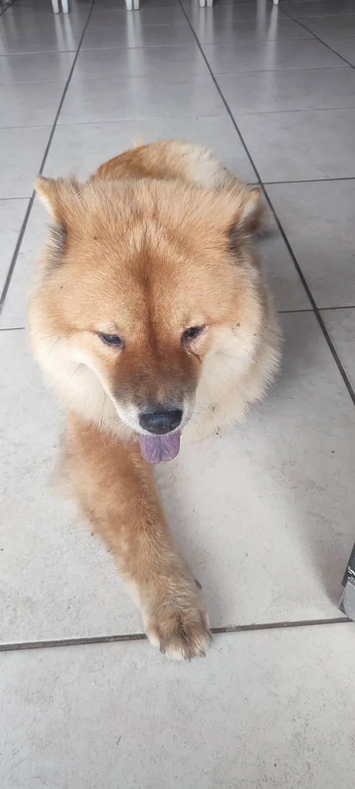 Cachorro raça Chow Chow idade 4 anos nome Sem nome 