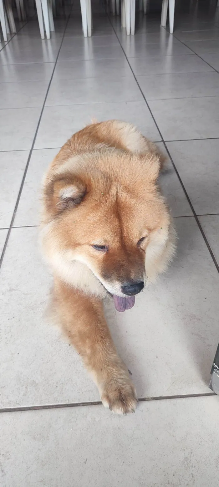 Cachorro raça Chow Chow idade 4 anos nome Sem nome 