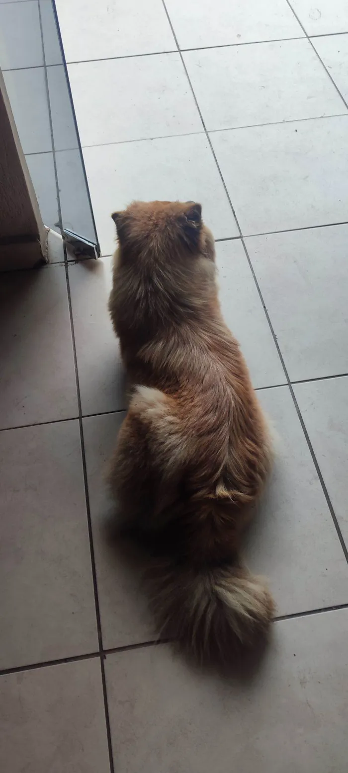 Cachorro raça Chow Chow idade 4 anos nome Sem nome 