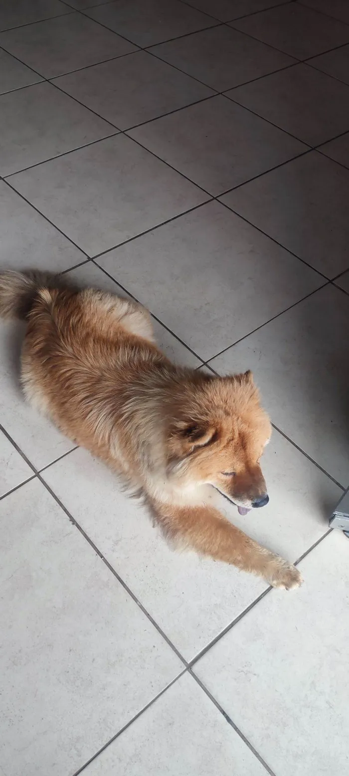 Cachorro raça Chow Chow idade 4 anos nome Sem nome 