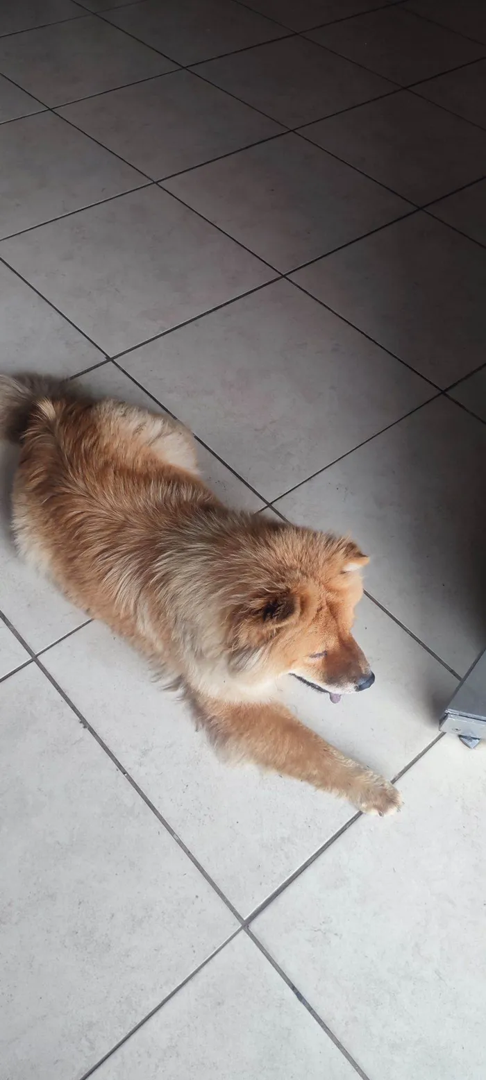 Cachorro raça Chow Chow idade 4 anos nome Sem nome 