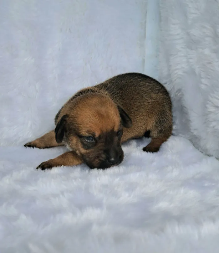 Cachorro raça SRD-ViraLata idade Abaixo de 2 meses nome Maria Rita