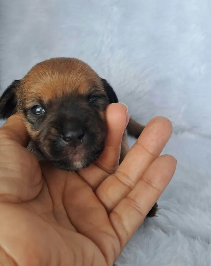 Cachorro raça SRD-ViraLata idade Abaixo de 2 meses nome Maria Rita
