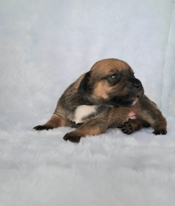 Cachorro raça SRD-ViraLata idade Abaixo de 2 meses nome Maria Rita