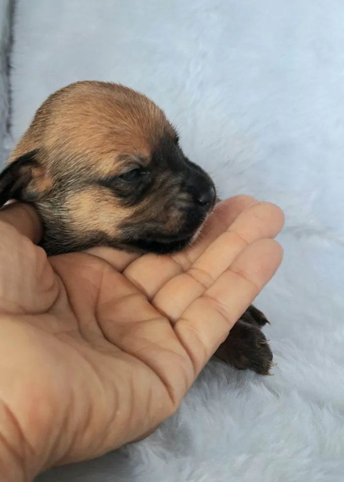 Cachorro raça SRD-ViraLata idade Abaixo de 2 meses nome Maria Rita