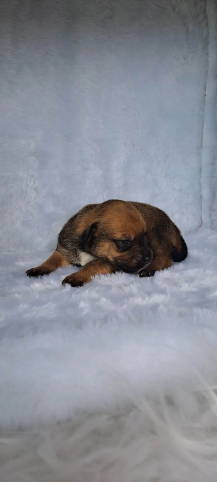 Cachorro raça SRD-ViraLata idade Abaixo de 2 meses nome Maria Rita