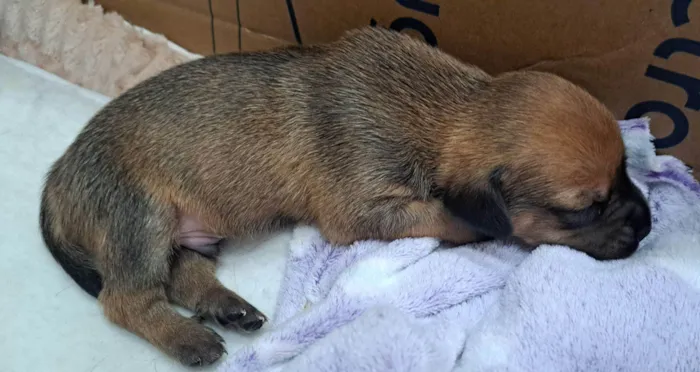 Cachorro raça SRD-ViraLata idade Abaixo de 2 meses nome Maria Rita