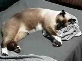 Gato raça Siamês idade 5 anos nome Ben