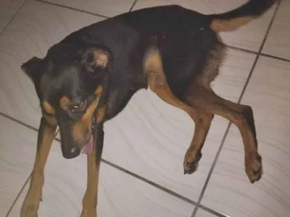 Cachorro raça SRD-ViraLata idade 7 a 11 meses nome Aufredo