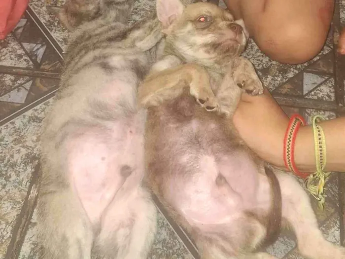 Cachorro raça Pit-Bull idade 2 a 6 meses nome Tutu