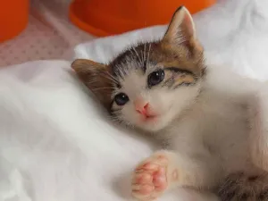 Gato raça SRD-ViraLata idade 2 a 6 meses nome Bibi