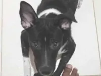 Cachorro raça SRD-ViraLata idade 7 a 11 meses nome ZECA