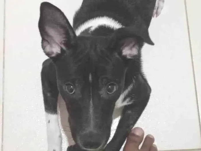 Cachorro raça SRD-ViraLata idade 7 a 11 meses nome ZECA