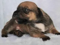 Cachorro raça SRD-ViraLata idade 2 a 6 meses nome Gil