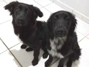 Cachorro raça SRD-ViraLata idade 7 a 11 meses nome Maya e Mael