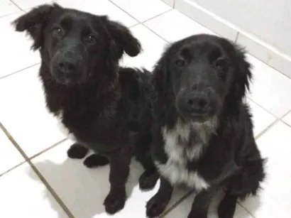 Cachorro raça SRD-ViraLata idade 7 a 11 meses nome Maya e Mael