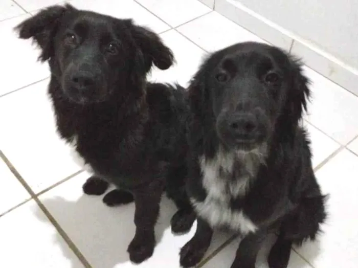 Cachorro raça SRD-ViraLata idade 7 a 11 meses nome Maya e Mael