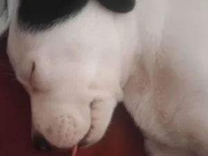 Cachorro raça SRD-ViraLata idade 2 a 6 meses nome Zeus