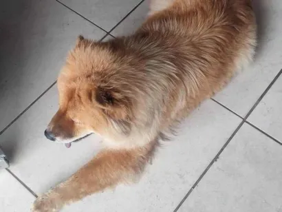 Cachorro raça Chow Chow idade 4 anos nome Sem nome 