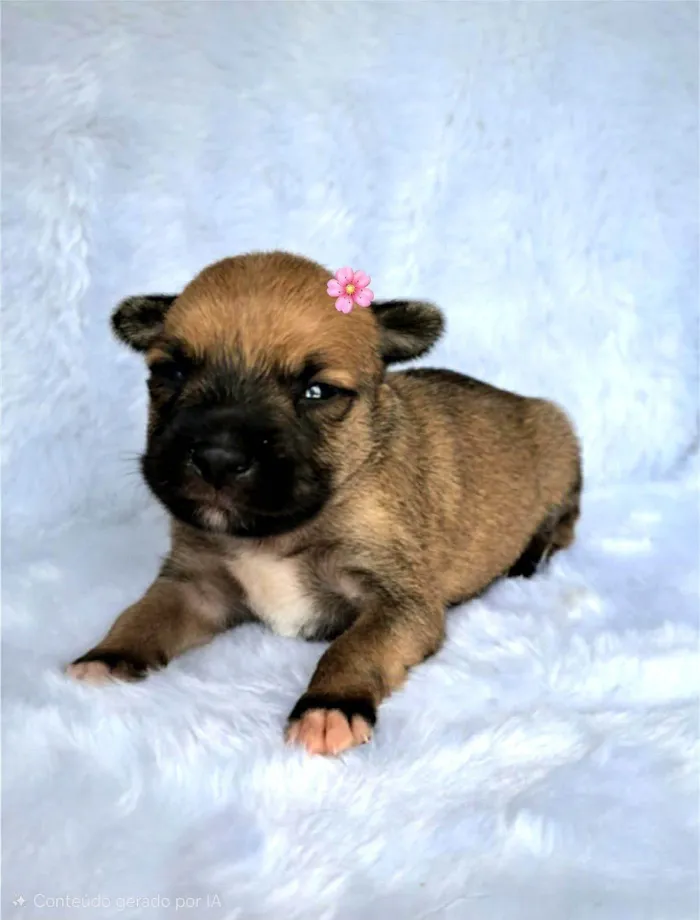 Cachorro raça SRD-ViraLata idade Abaixo de 2 meses nome Maria Rita