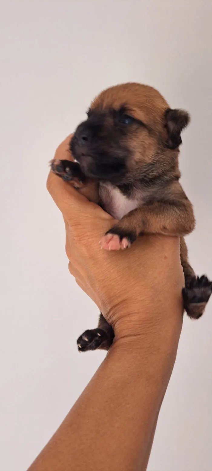 Cachorro raça SRD-ViraLata idade Abaixo de 2 meses nome Maria Rita