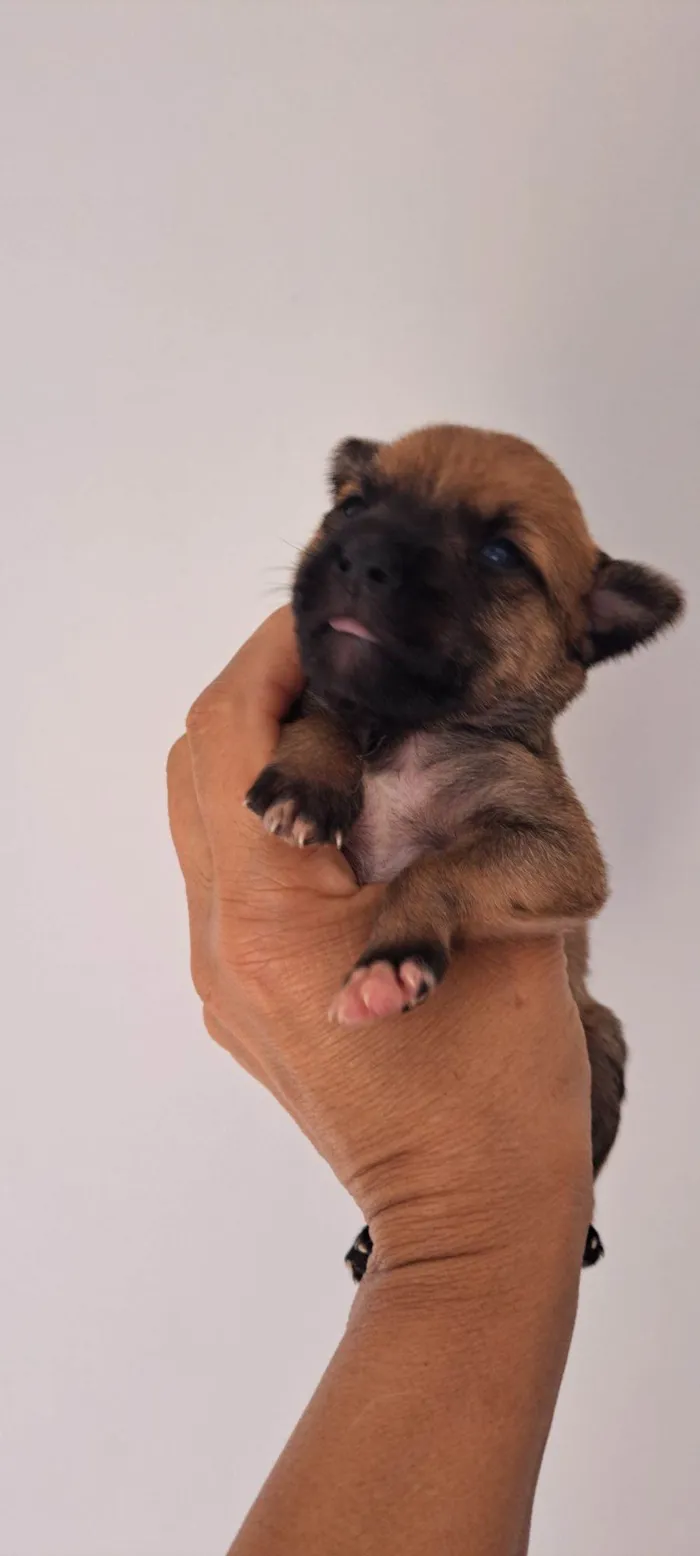 Cachorro raça SRD-ViraLata idade Abaixo de 2 meses nome Maria Rita