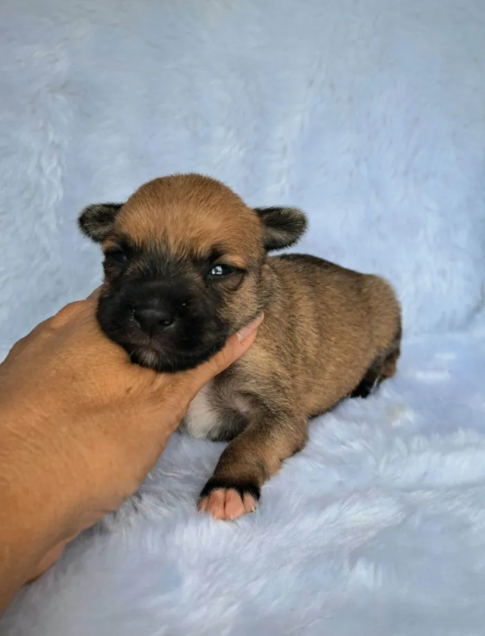 Cachorro raça SRD-ViraLata idade Abaixo de 2 meses nome Maria Rita
