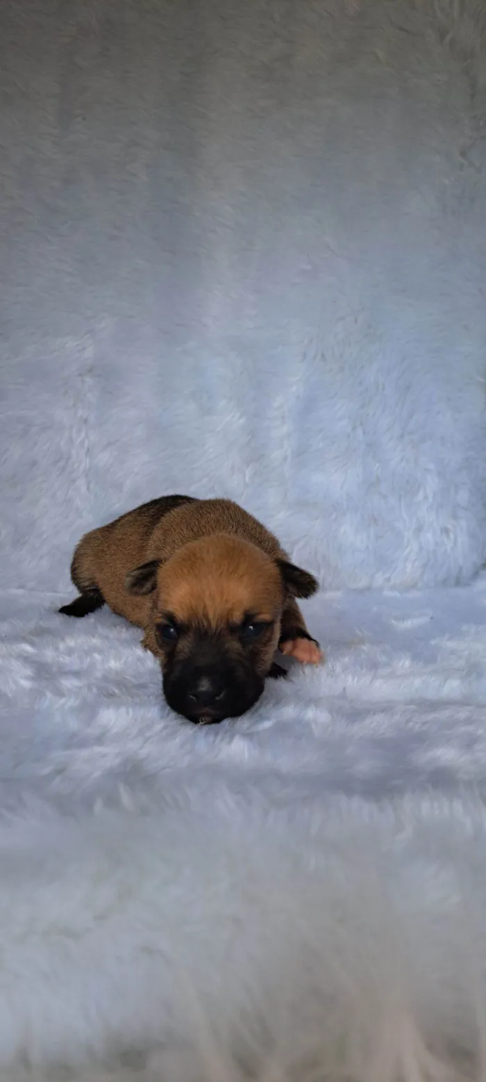 Cachorro raça SRD-ViraLata idade Abaixo de 2 meses nome Maria Rita