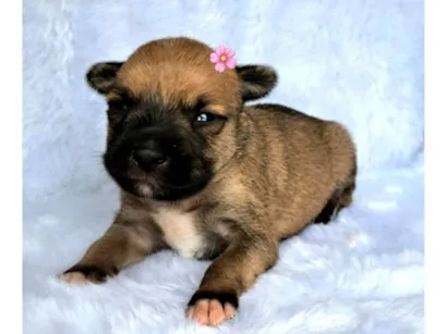 Cachorro raça SRD-ViraLata idade Abaixo de 2 meses nome Maria Rita