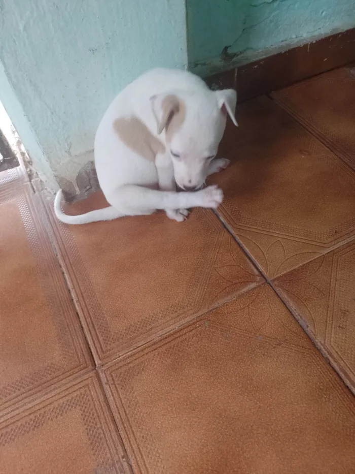 Cachorro raça SRD-ViraLata idade 2 anos nome Branquinho 