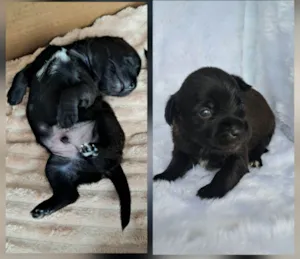 Cachorro raça SRD-ViraLata idade 2 a 6 meses nome Pepeu