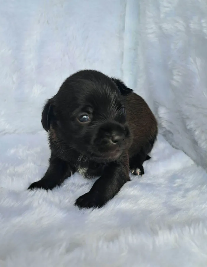 Cachorro raça SRD-ViraLata idade 2 a 6 meses nome Pepeu