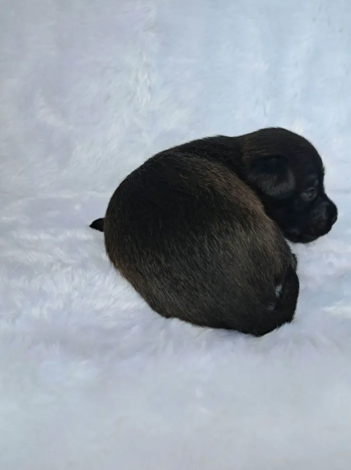 Cachorro raça SRD-ViraLata idade 2 a 6 meses nome Pepeu