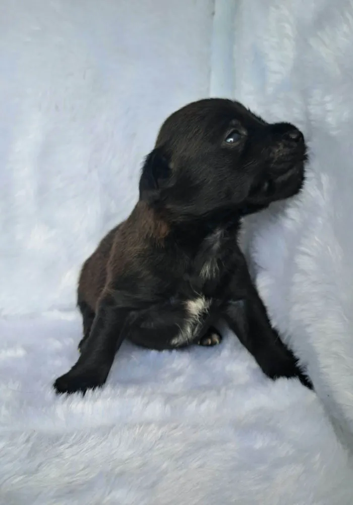 Cachorro raça SRD-ViraLata idade 2 a 6 meses nome Pepeu