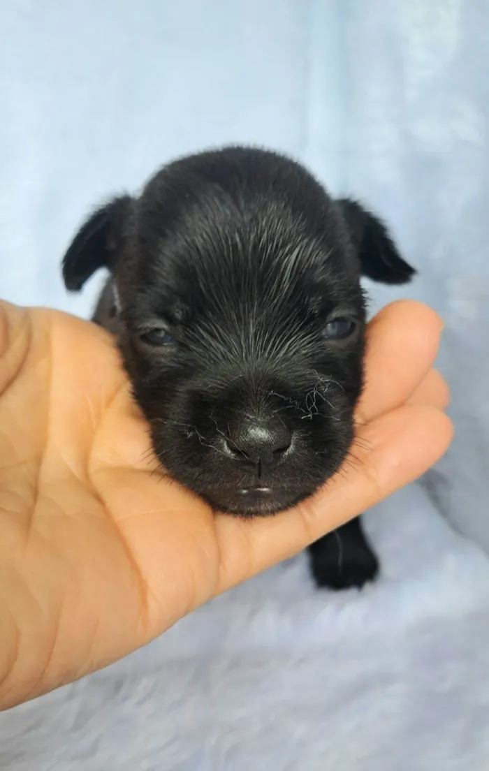 Cachorro raça SRD-ViraLata idade 2 a 6 meses nome Pepeu