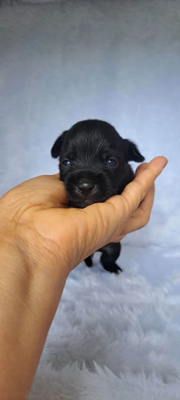 Cachorro raça SRD-ViraLata idade 2 a 6 meses nome Pepeu