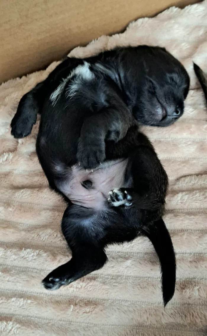 Cachorro raça SRD-ViraLata idade 2 a 6 meses nome Pepeu