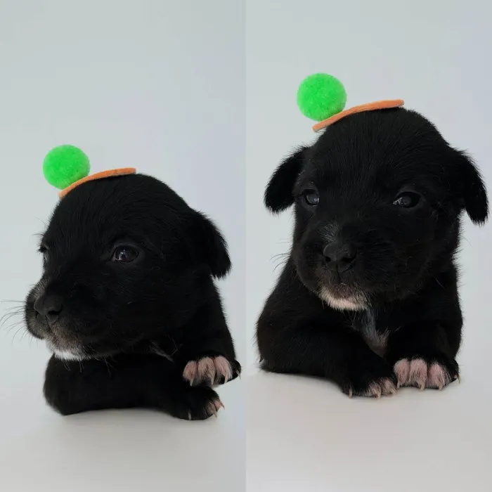 Cachorro raça SRD-ViraLata idade 2 a 6 meses nome Nara