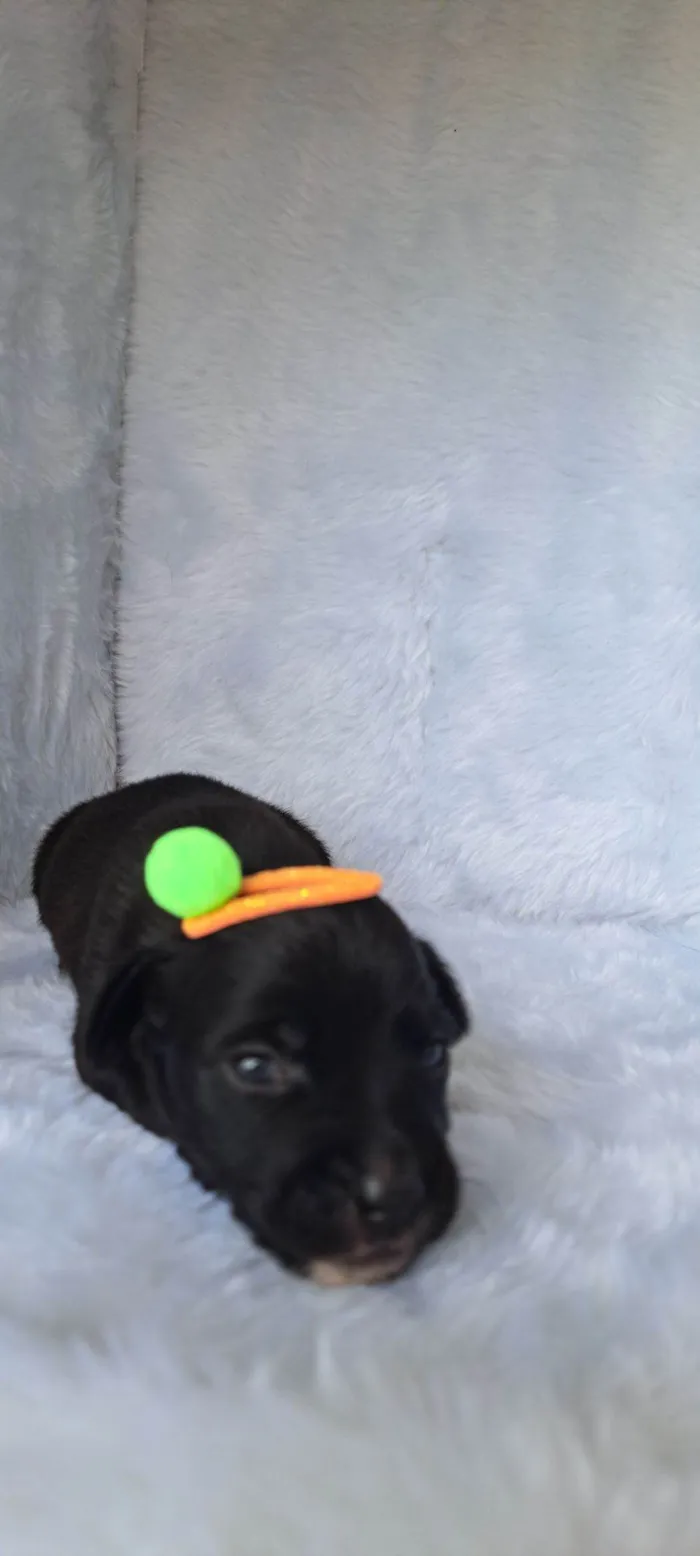 Cachorro raça SRD-ViraLata idade 2 a 6 meses nome Nara