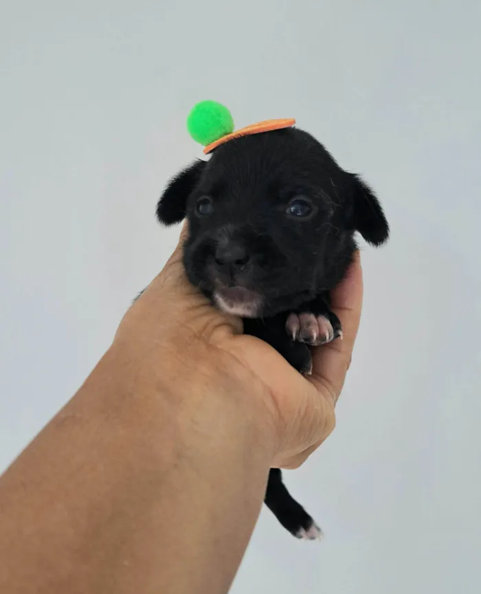 Cachorro raça SRD-ViraLata idade 2 a 6 meses nome Nara