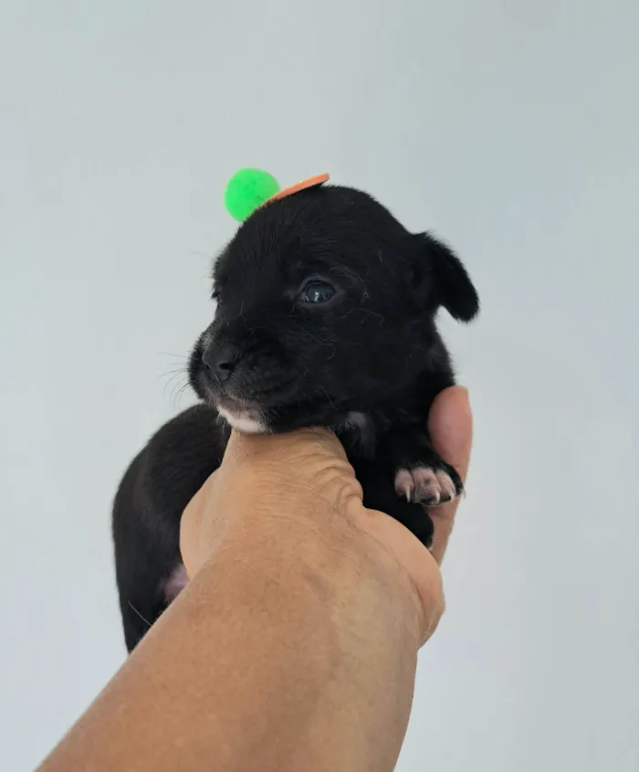 Cachorro raça SRD-ViraLata idade 2 a 6 meses nome Nara