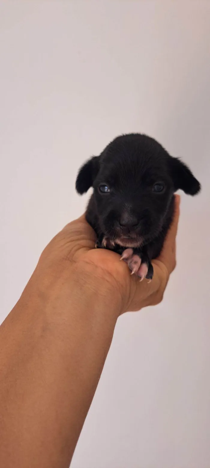 Cachorro raça SRD-ViraLata idade 2 a 6 meses nome Nara