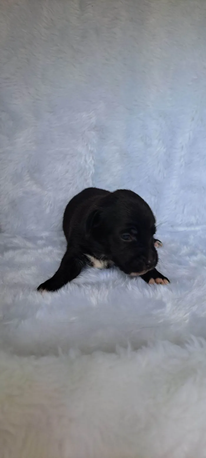 Cachorro raça SRD-ViraLata idade 2 a 6 meses nome Nara