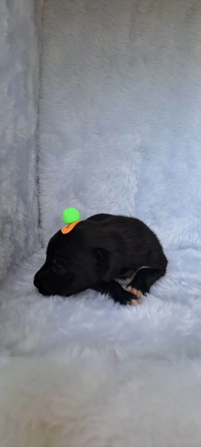 Cachorro raça SRD-ViraLata idade 2 a 6 meses nome Nara