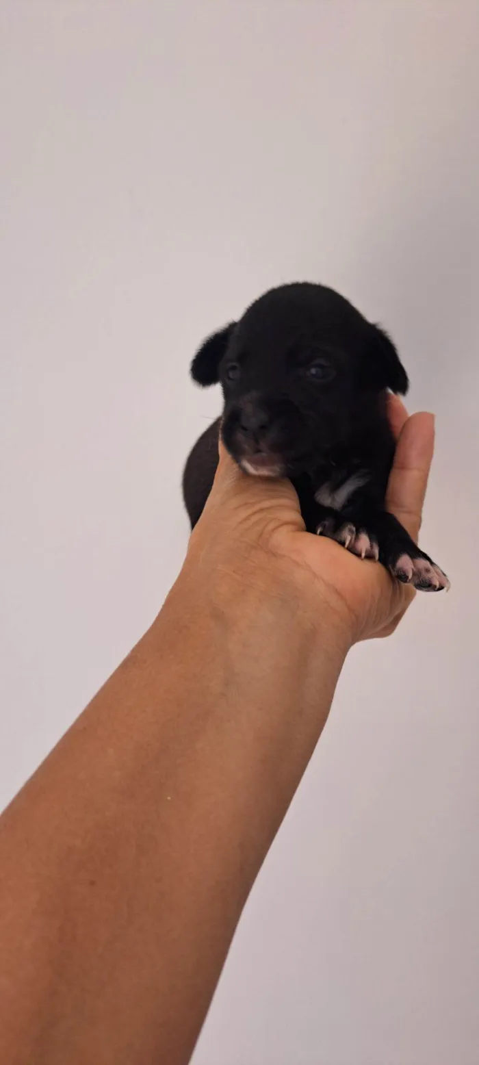 Cachorro raça SRD-ViraLata idade 2 a 6 meses nome Nara