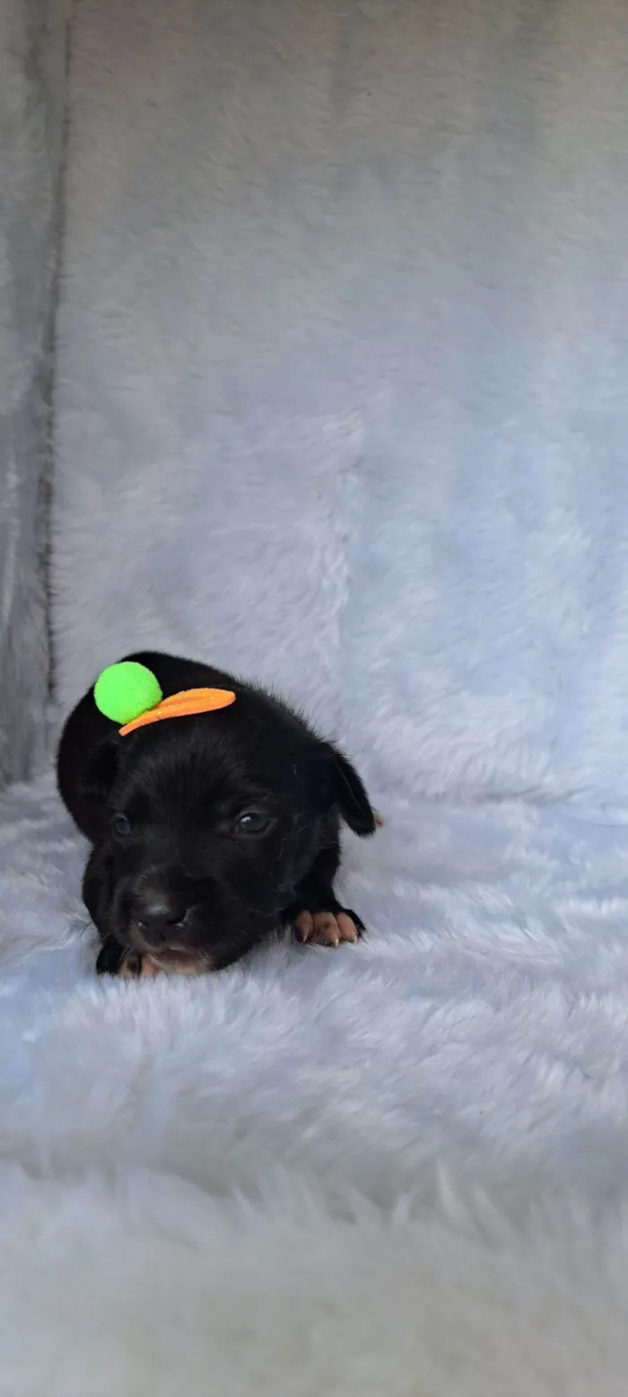 Cachorro raça SRD-ViraLata idade 2 a 6 meses nome Nara