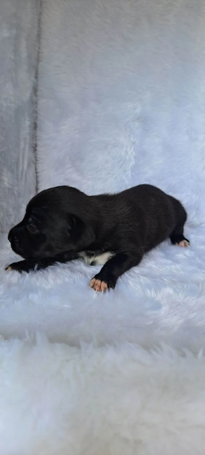 Cachorro raça SRD-ViraLata idade 2 a 6 meses nome Nara