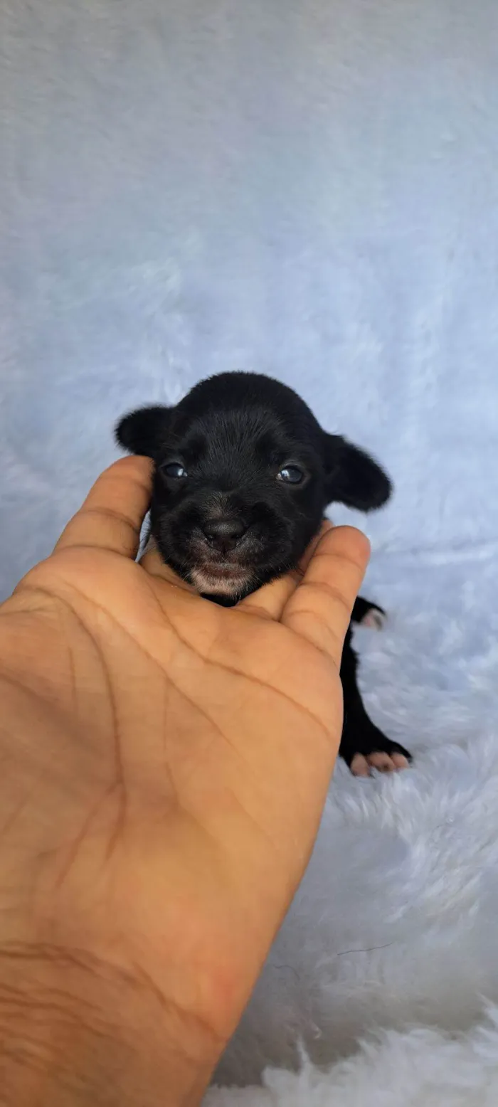 Cachorro raça SRD-ViraLata idade 2 a 6 meses nome Nara